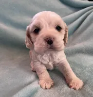 Bailey, a male Cocker Spaniel for sale in Oral, SD – Photo 9 of 9