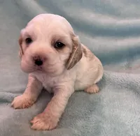 Bailey, a male Cocker Spaniel for sale in Oral, SD – Photo 2 of 9
