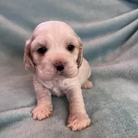 Bailey, a male Cocker Spaniel for sale in Oral, SD – Photo 6 of 9