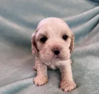 Bailey, a male Cocker Spaniel for sale in Oral, SD – Photo 4 of 9