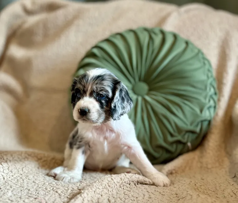 Flash  – Cocker Spaniel puppy for sale in Oral, SD