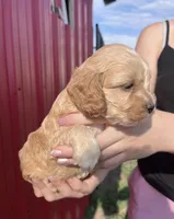 Teddy, a male Cockapoo for sale in Oral, SD – 5 of 6