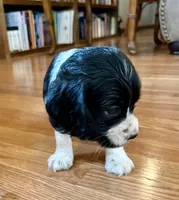 Bo , a male Cocker Spaniel for sale in Oral, SD – 3 of 10
