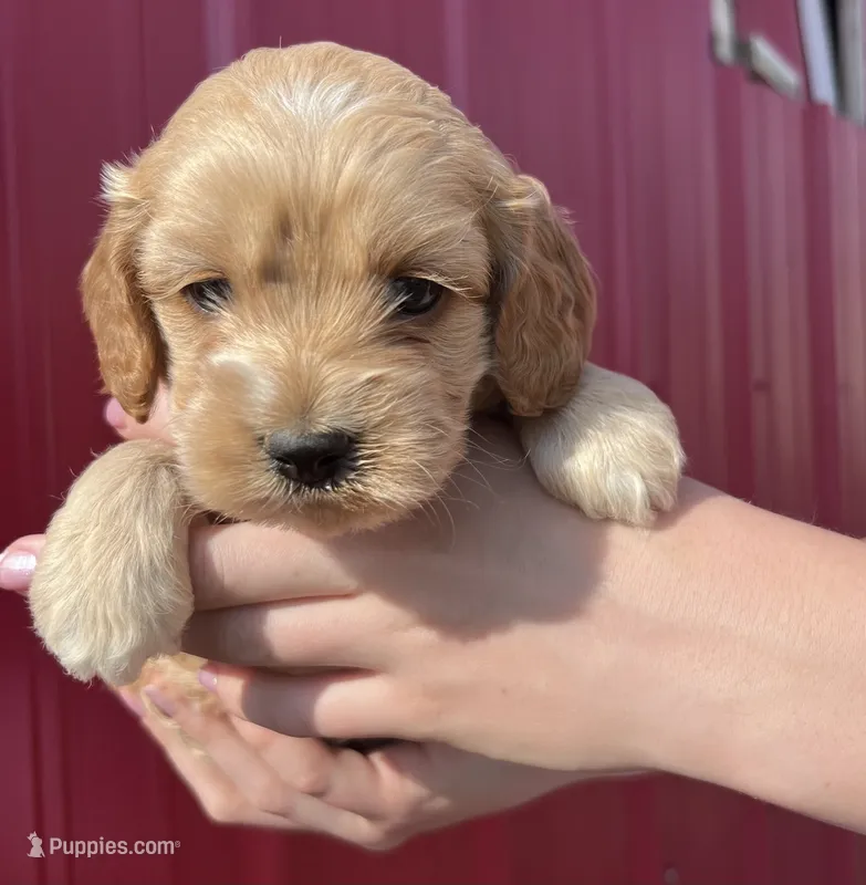 Teddy – Cockapoo puppy for sale in Oral, SD