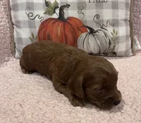 Rose, a female Cockapoo for sale in Oral, SD – Photo 8 of 8