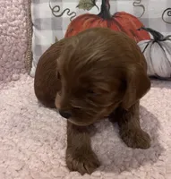 Rose, a female Cockapoo for sale in Oral, SD – Photo 1 of 8