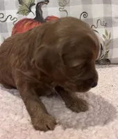 Rose, a female Cockapoo for sale in Oral, SD – Photo 4 of 8