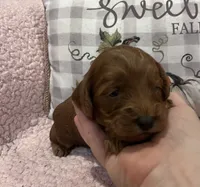 Rose, a female Cockapoo for sale in Oral, SD – Photo 3 of 8