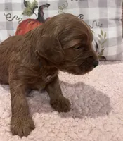 Rose, a female Cockapoo for sale in Oral, SD – Photo 2 of 8