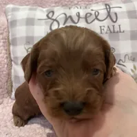 Rose, a female Cockapoo for sale in Oral, SD – Photo 5 of 8