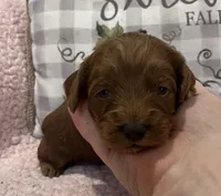 Rose, a female Cockapoo for sale in Oral, SD – Photo 7 of 8
