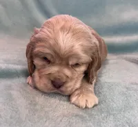 Buddy, a male Cocker Spaniel for sale in Oral, SD – Photo 4 of 10