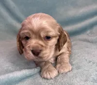 Buddy, a male Cocker Spaniel for sale in Oral, SD – Photo 5 of 10