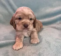 Buddy, a male Cocker Spaniel for sale in Oral, SD – Photo 8 of 10
