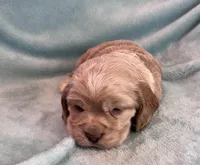 Buddy, a male Cocker Spaniel for sale in Oral, SD – Photo 2 of 10