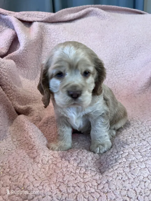 Buddy – Cocker Spaniel puppy for sale in Oral, SD