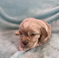 Buddy, a male Cocker Spaniel for sale in Oral, SD – Photo 6 of 10