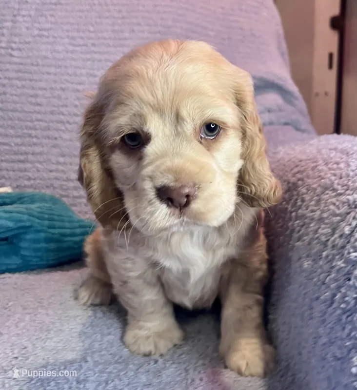 Buddy – Cocker Spaniel puppy for sale in Oral, SD