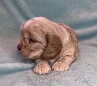 Buddy, a male Cocker Spaniel for sale in Oral, SD – Photo 1 of 10