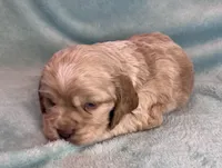 Buddy, a male Cocker Spaniel for sale in Oral, SD – Photo 3 of 10