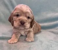Buddy, a male Cocker Spaniel for sale in Oral, SD – Photo 7 of 10