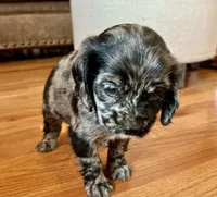 Margaret , a female Cocker Spaniel for sale in Oral, SD – 5 of 10
