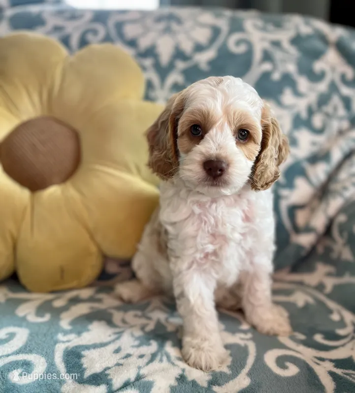 Ranger  – Cockapoo puppy for sale in Oral, SD