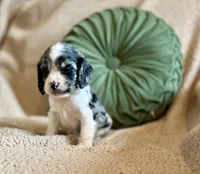 Allie , a female Cocker Spaniel for sale in Oral, SD – 6 of 10