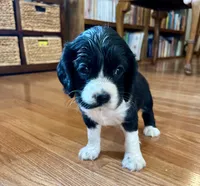 Bo , a male Cocker Spaniel for sale in Oral, SD – 10 of 10