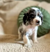 Flash , a male Cocker Spaniel for sale in Oral, SD – 7 of 8