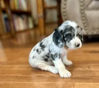 Flash , a male Cocker Spaniel for sale in Oral, SD – 2 of 8