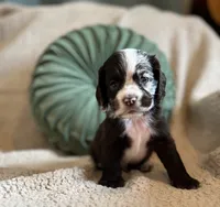 Maple , a male Cocker Spaniel for sale in Oral, SD – 8 of 8