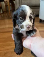 Maple , a male Cocker Spaniel for sale in Oral, SD – 6 of 8