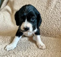 Bo , a male Cocker Spaniel for sale in Oral, SD – 8 of 10