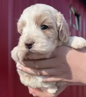 Max , a male Cockapoo for sale in Oral, SD – 5 of 6