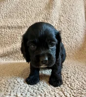 Black Jack , a male Cocker Spaniel for sale in Oral, SD – 2 of 9