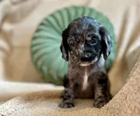 Margaret , a female Cocker Spaniel for sale in Oral, SD – 6 of 10