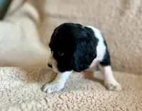 Bo , a male Cocker Spaniel for sale in Oral, SD – 5 of 10