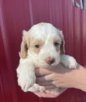 Ranger , a male Cockapoo for sale in Oral, SD – 2 of 5