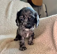 Margaret , a female Cocker Spaniel for sale in Oral, SD – 9 of 10