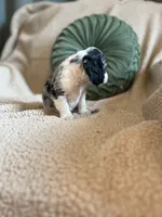 Allie , a female Cocker Spaniel for sale in Oral, SD – 8 of 10