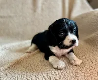 Bo , a male Cocker Spaniel for sale in Oral, SD – 9 of 10
