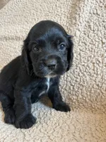 Black Jack , a male Cocker Spaniel for sale in Oral, SD – 7 of 9