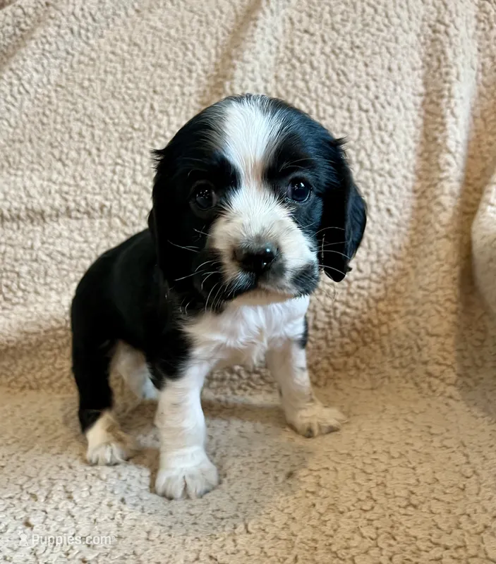 Johnny – Cocker Spaniel puppy for sale in Oral, SD
