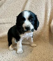 Johnny, a male Cocker Spaniel for sale in Oral, SD – 1 of 9