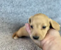 Fynn , a male Miniature Dachshund for sale in Oral, SD – 7 of 9
