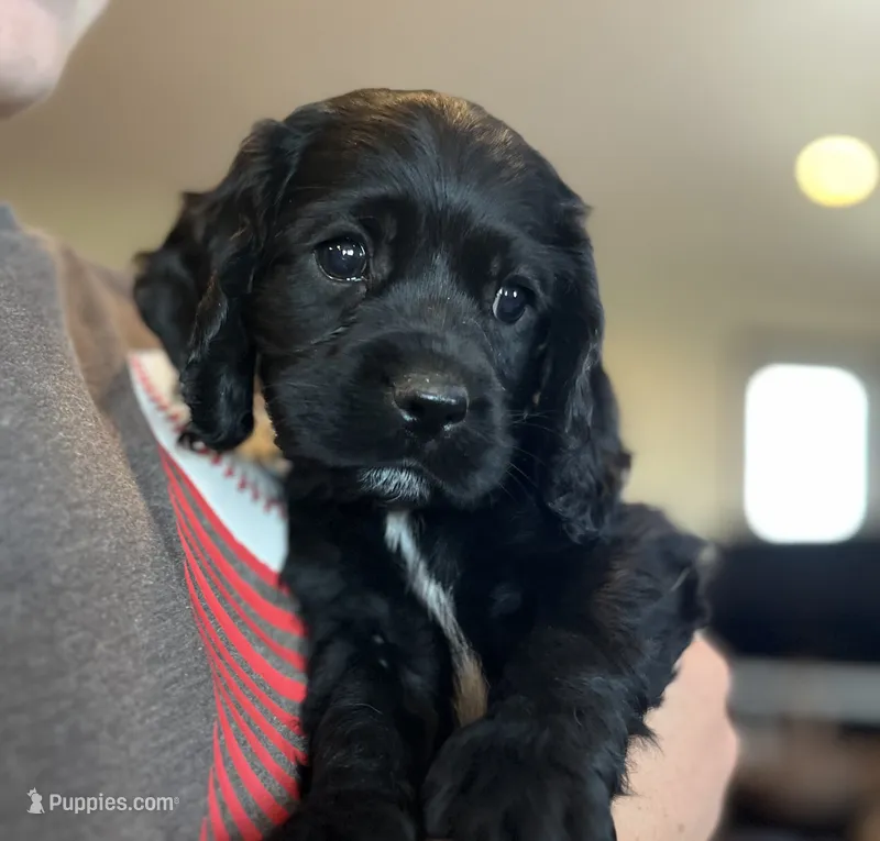 Black Jack  – Cocker Spaniel puppy on hold in Oral, SD