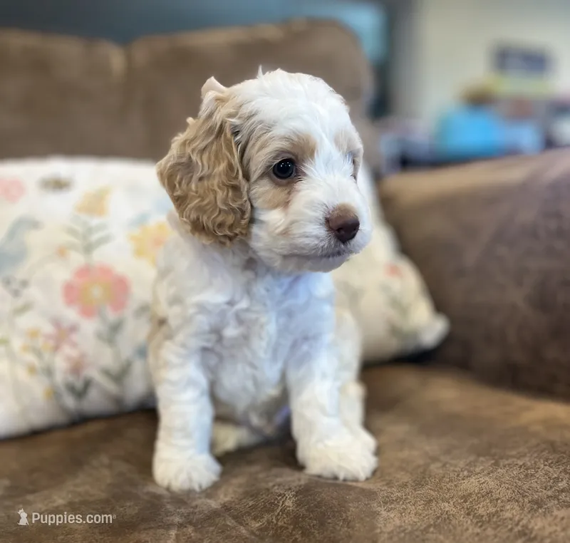 Ranger  – Cockapoo puppy for sale in Oral, SD
