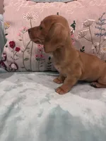 Rosy, a female Miniature Dachshund for sale in Oral, SD – Photo 9 of 10