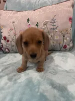 Rosy, a female Miniature Dachshund for sale in Oral, SD – Photo 10 of 10